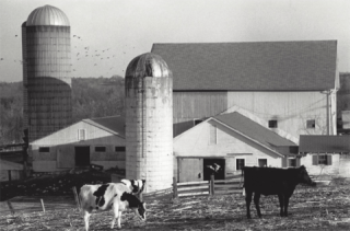 Dudley Cow Farm black and white photo, October 1988